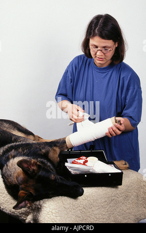 Erste Hilfe für Hund Pfote Beeing bandagiert Schäferhund Hund Elsässer Stockfoto