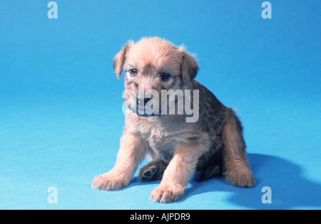 Irish Soft Coated Wheaten Terrier Welpen 5 Wochen Stockfoto