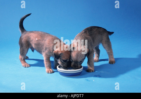 Irish Soft Coated Wheaten Terrier Welpen 5 Wochen Schüssel Stockfoto
