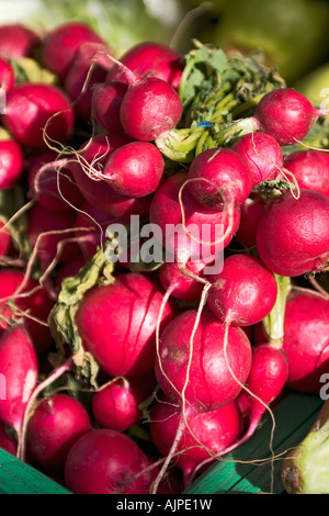 Nahaufnahme von Haufen von Rettich Stockfoto