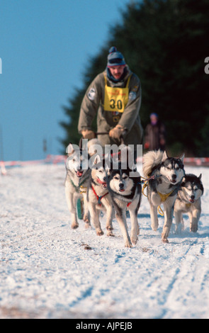 Siberian Husky Schlitten Hunderennen Stockfoto