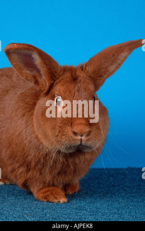 Roten Neuseeland-Kaninchen Stockfoto