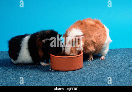 Rex-Meerschweinchen und Abessinier Meerschweinchen Schüssel Stockfoto