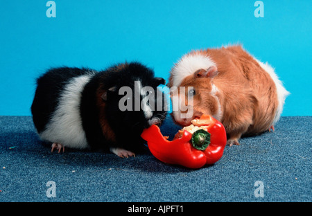 Rex-Meerschweinchen und Abessinier Meerschweinchen essen Paprika Stockfoto