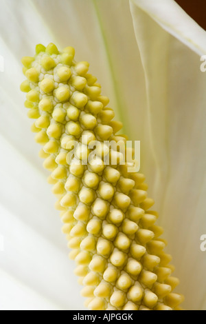 Nahaufnahme des Friedens Lilie Blume Stockfoto