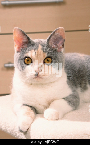 Britische Kurzhaarkatze blau cremeweiß Stockfoto