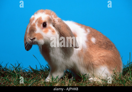 Lop eared Zwerg Kaninchen Stockfoto