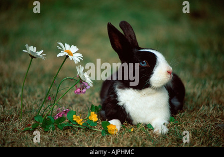Zwerg Kaninchen Stockfoto