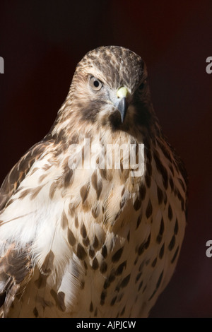 Red Hawk Vorderansicht Nahaufnahme geschultert Stockfoto