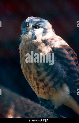 American Kestrel männlich Stockfoto