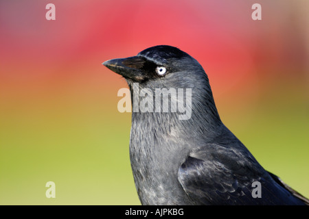 Close-up Schuss in den Kopf von einer DOHLE, Corvus monedula Stockfoto