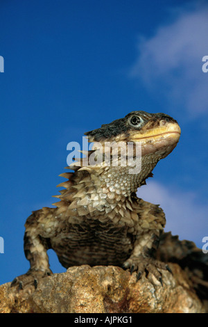 Riesige geringelt Eidechse Cordylus giganteus Stockfoto