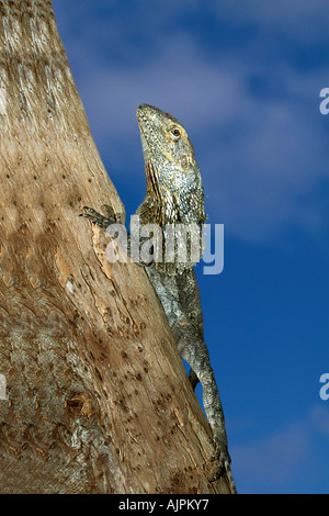 King s Eidechse Chlamydosaurus Kingii Agamen Stockfoto