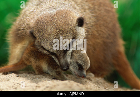 Tragen junge Erdmännchen Suricata suricatta Stockfoto