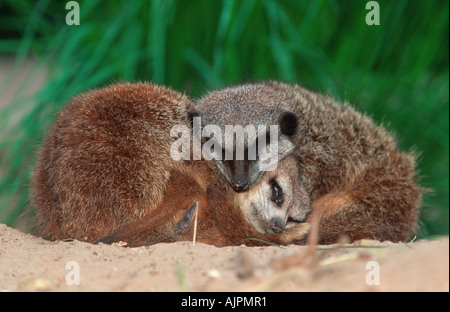 Meerkats Suricata suricatta Stockfoto