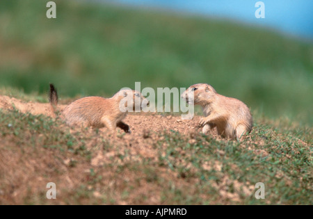 Young Black angebundene Graslandhunde am Fuchsbau Cynomys sich Stockfoto