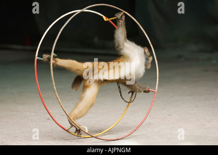 Monkey Island-Forschungspark Hainan Provinz China Asien Stockfoto