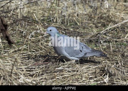 Hohltaube Columba Oenas thront auf Erden Norfolk England Stockfoto