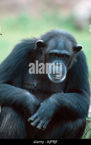 Schimpansen Pan Troglodytes Ethik Stockfoto