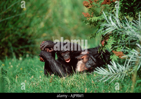 Bonobos Weibchen mit jungen Pan Paniscus Pygmy Schimpanse Stockfoto