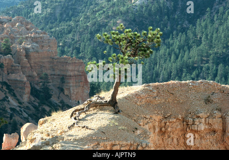 Bryce Canyon - Utah - USA Stockfoto