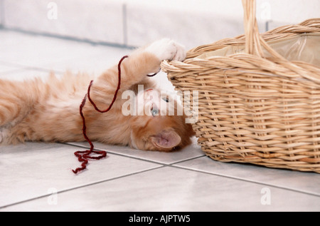 Norwegische Waldkatze Kätzchen spielt mit Wolle Stockfoto