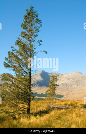 Bencorr und die östlichen Gipfel der zwölf Bens von Connemara über Lough Inagh, County Galway, Irland Stockfoto