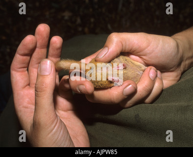 Richtigen Umgang mit einer Hasel Siebenschläfer für Geschlechtsbestimmung Muscardinus avellanarius Stockfoto