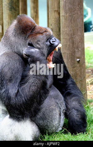 Flachlandgorilla Silberrücken Stockfoto