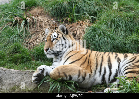 Sibirische Tiger, faulenzen Stockfoto