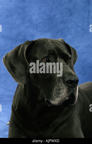 Deutsche Dogge 10 Jahre alt Stockfoto