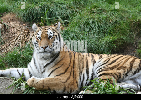 Sibirische Tiger, faulenzen Stockfoto