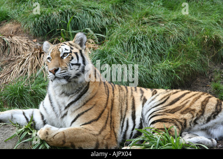 Sibirische Tiger, faulenzen Stockfoto