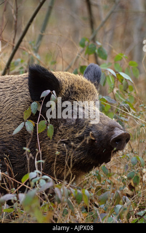 Eurasischen Wildschwein (Sus Scrofa), Wildwood Vertrauen, Kent, UK Stockfoto