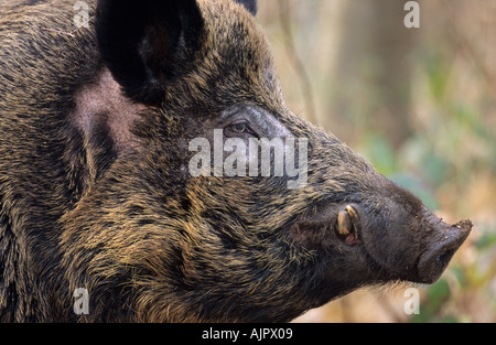 Eurasischen Wildschwein (Sus Scrofa), Wildwood Vertrauen, Kent, UK Stockfoto