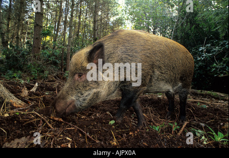 Eurasischen Wildschwein (Sus Scrofa), Wildwood Vertrauen, Kent, UK Stockfoto