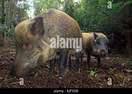 Eurasischen Wildschwein (Sus Scrofa), Wildwood Vertrauen, Kent, UK Stockfoto