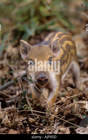 Eurasisches Wildschweinferkel (Sus scrofa), Wildwood Trust, Kent, Großbritannien Stockfoto