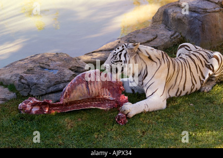 Südafrika Outdshorn Wildpark weiße tiger Stockfoto