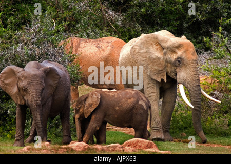 Südafrika Addo Elephant National Park Elefanten Herde in der Nähe von wtaerhole Stockfoto