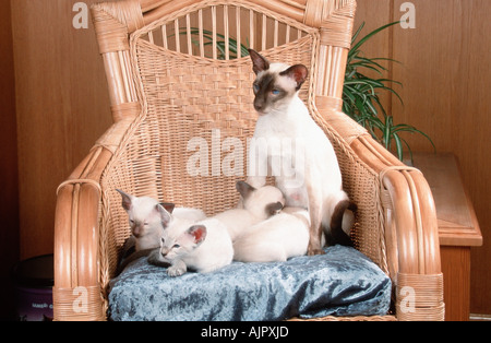 Siamesische Katze Kätzchen 7 Wochen Sessel Krankenpflege Stockfoto