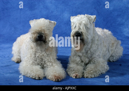 Irish Soft Coated Wheaten Terrier Stockfoto