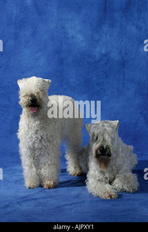 Irish Soft Coated Wheaten Terrier Stockfoto