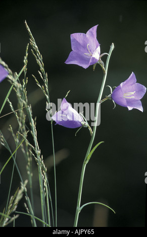 Pfirsich blättrige Glockenblumen in den kleinen Karpaten Slowakei Stockfoto