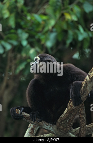 Agile Gibbon Hylobates Agilis Sumatra Malaysia Borneo, in Gefangenschaft Stockfoto