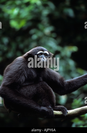 Agile Gibbon Hylobates Agilis Sumatra Malaysia Borneo, in Gefangenschaft Stockfoto