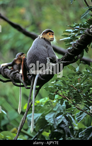 Rot-Schaft-Douc Languren Pygathrix Nemaeus Nemaeus, in Gefangenschaft Stockfoto