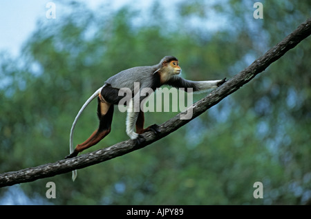 Rot-Schaft-Douc Languren Pygathrix Nemaeus Nemaeus, in Gefangenschaft Stockfoto