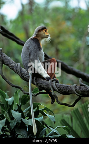 Rot-Schaft-Douc Languren Pygathrix Nemaeus Nemaeus, in Gefangenschaft Stockfoto