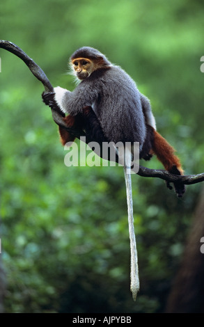 Rot-Schaft-Douc Languren Pygathrix Nemaeus Nemaeus, in Gefangenschaft Stockfoto